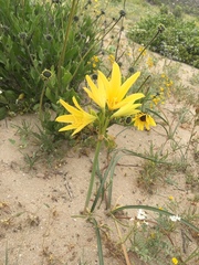 Zephyranthes bagnoldii