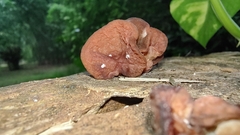 Auricularia