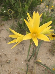 Zephyranthes bagnoldii