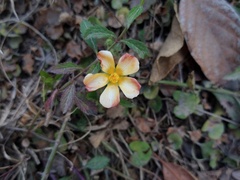 Angiospermae