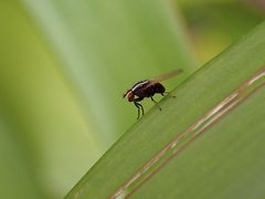 Poecilohetaerus aquilus