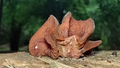 Auricularia