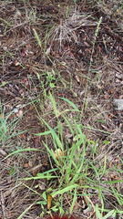 Setaria scheelei