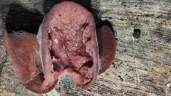 Auricularia