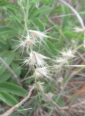 Bouteloua rigidiseta