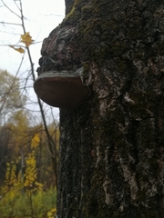 Phellinus tremulae