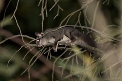Petaurus breviceps