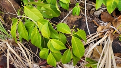 Tanaecium dichotomum