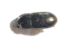Selenophorus