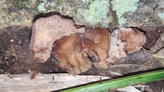 Auricularia