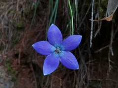 Pseudocodon convolvulaceus