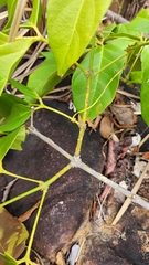 Tanaecium dichotomum