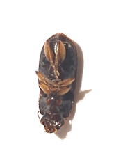 Selenophorus