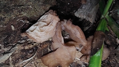 Auricularia