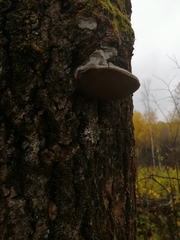 Phellinus tremulae