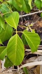 Tanaecium dichotomum