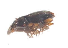Selenophorus