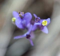Burmannia biflora