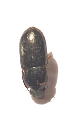 Selenophorus