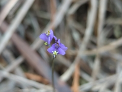 Burmannia biflora