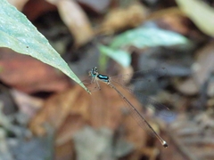 Platycnemididae
