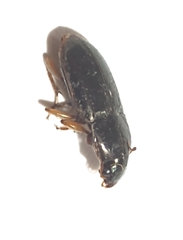 Selenophorus
