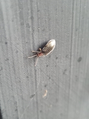 Coleoptera