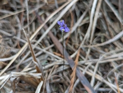 Burmannia biflora