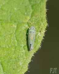 Graphocephala guerreroensis