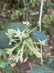 Cestrum strigilatum