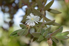 Delosperma patersoniae