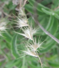 Bouteloua rigidiseta