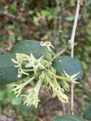 Cestrum strigilatum