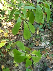 Viburnum sieboldii