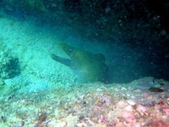 Gymnothorax castaneus