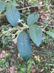 Cestrum strigilatum