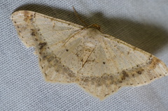 Psamatodes abydata