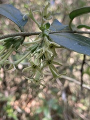 Cestrum strigilatum