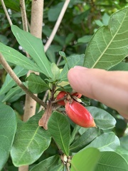 Synsepalum dulcificum