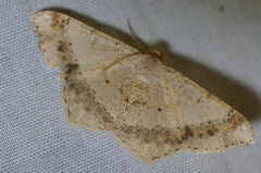 Psamatodes abydata
