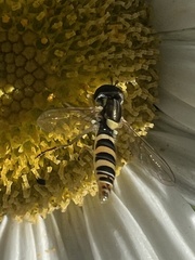 Sphaerophoria contigua