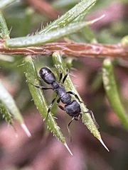 Rhytidoponera victoriae