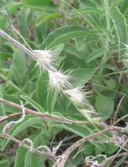 Bouteloua rigidiseta