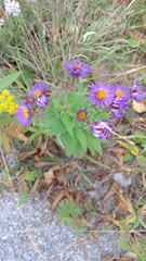 Symphyotrichum novae-angliae