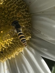 Sphaerophoria contigua