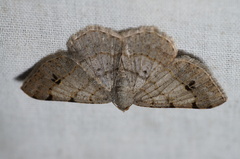 Frederickia nigricomma