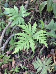 Doryopteris concolor