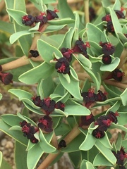 Euphorbia thinophila