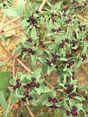 Euphorbia thinophila
