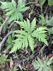 Doryopteris concolor